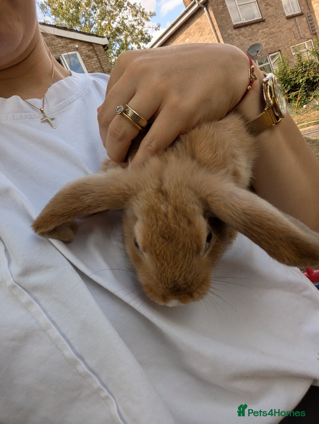 Mixed Breed rabbits for sale: 4 baby rabbits - Image 5