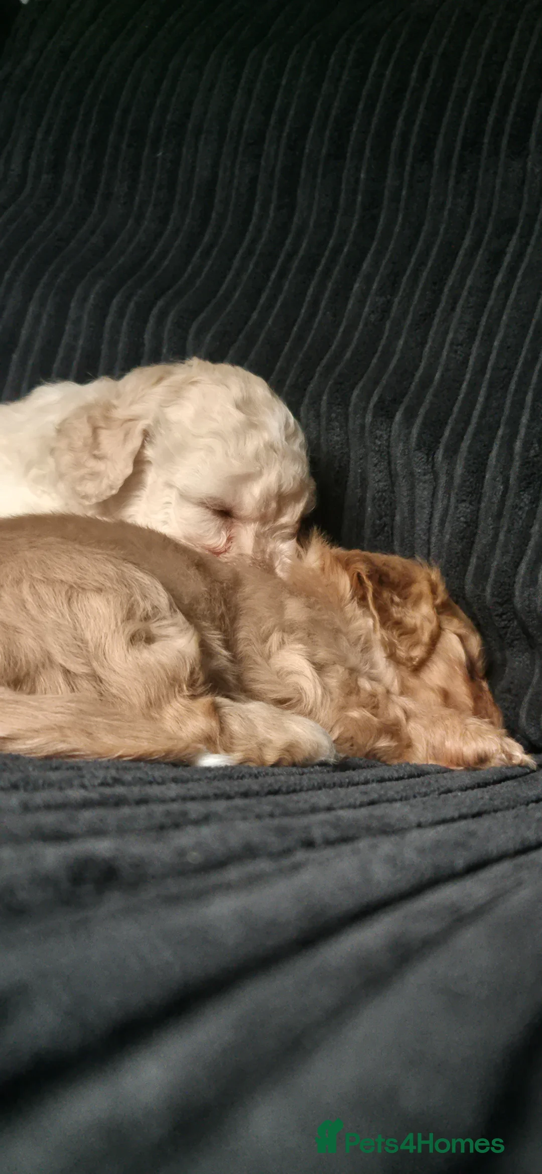 Mixed Breed dogs for sale: Beautiful pups mixed breed - Advert 28