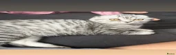 Scottish Fold cats for sale: Scottish fold  - Advert 2