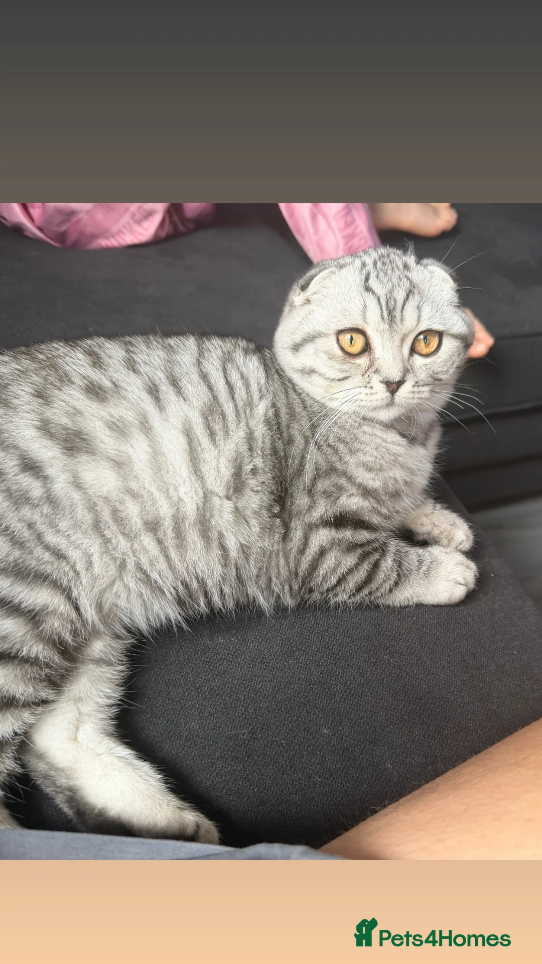 Scottish Fold cats for sale: Scottish fold  - Advert 2