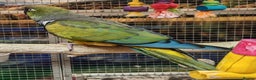 Parrots birds for sale: Xxx BIRDS/PARAKEETS/PARROTS xxX - Advert 6