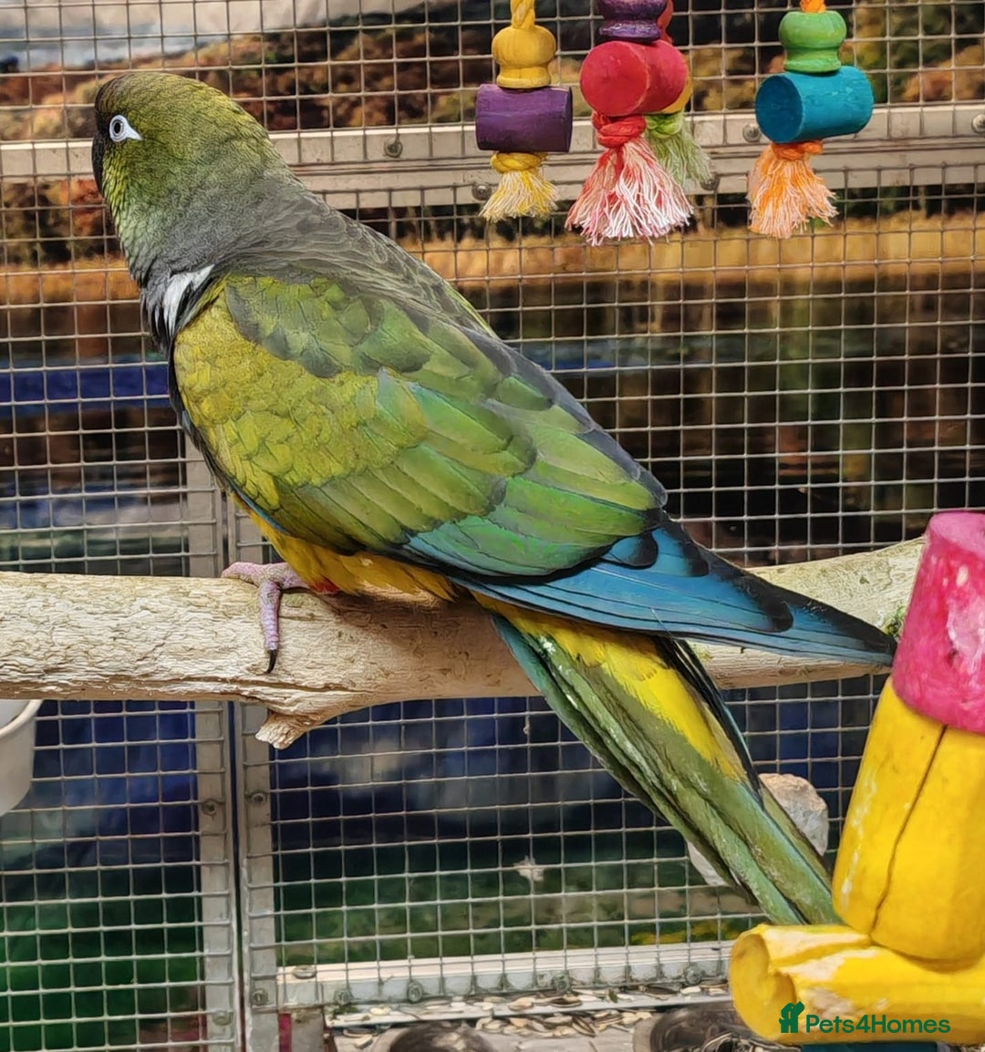 Parrots birds for sale: Xxx BIRDS/PARAKEETS/PARROTS xxX - Advert 6