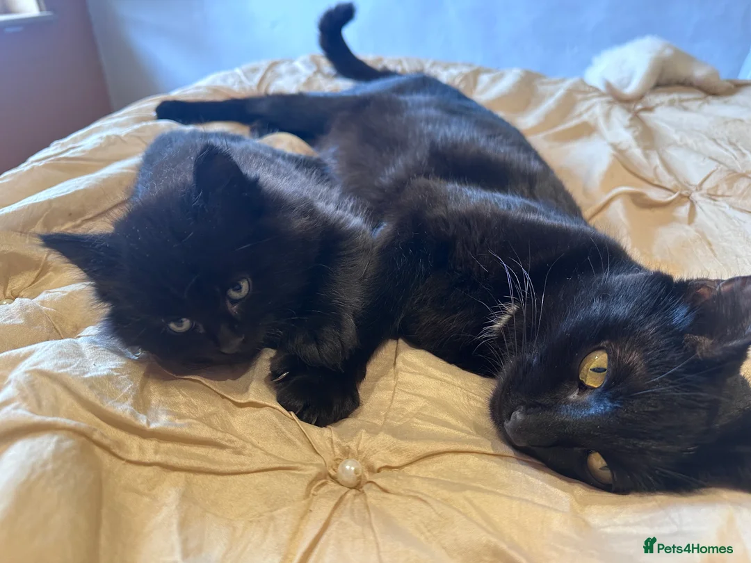 Mixed Breed cats for sale: Beautiful litter of kittens  - Advert 2