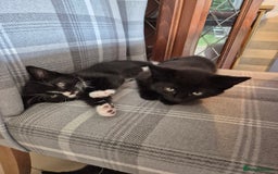 British Shorthair cats for sale: 5 adorable, playful kittens for sale. - Image 6
