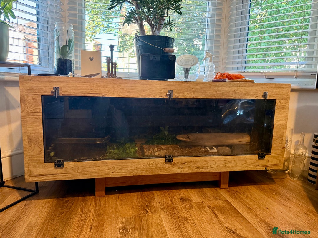 Snake reptiles for sale: Male Boa Constrictor and Custom Vivarium Equipped - Advert 6