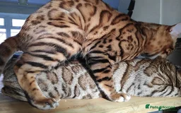 Bengal cats for stud: Clouded Bengal Stud Proven TICA Pedigree Register in Durham - Image 6