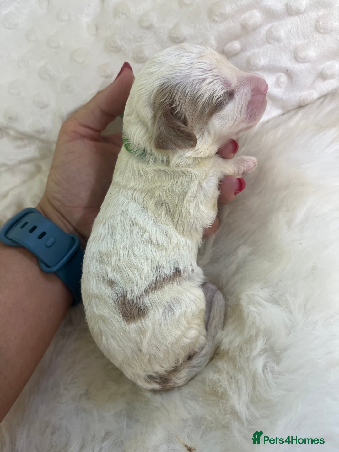 Cavapoo dogs for sale: Top Class Extensively tested F1b Toy Cavapoo pups - Image 27