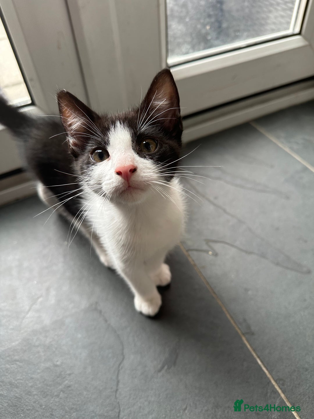 British Shorthair cats for sale: Male kitten available now - Image 2