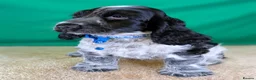 Cocker Spaniel dogs for sale: Very Special Show Cocker Spaniel Puppies - Advert 8