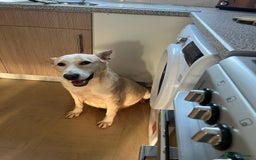 Mixed Breed dogs for sale: 8 beautiful pups  - Image 11