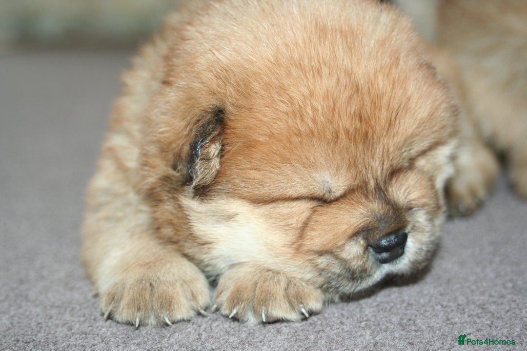 Chow Chow dogs for sale: Chow chow puppies ready to go 20th jan - Advert 18