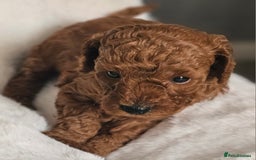 Miniature Poodle dogs for sale: Deep red Miniature Poodles  - Image 5