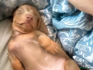 Miniature Dachshund dogs 3 Stunning KC boys vet approved very healthy - Advert 8