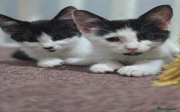 Mixed Breed cats for sale: 2 Kitties for the price of 1! With ****** tower! - Image 10