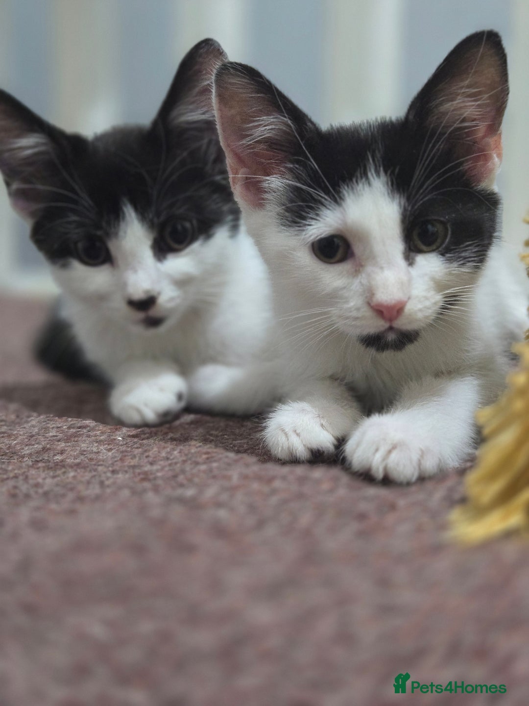 Mixed Breed cats for sale: 2 Kitties for the price of 1! With ****** tower! - Image 10