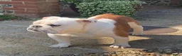 English Bulldog dogs for sale:  KC Reg English bulldog pups genuine breed colour - Advert 4