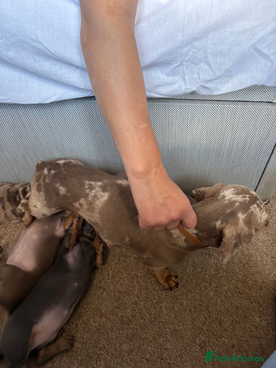 Dachshund dogs for sale: Miniature dashund - Advert 1