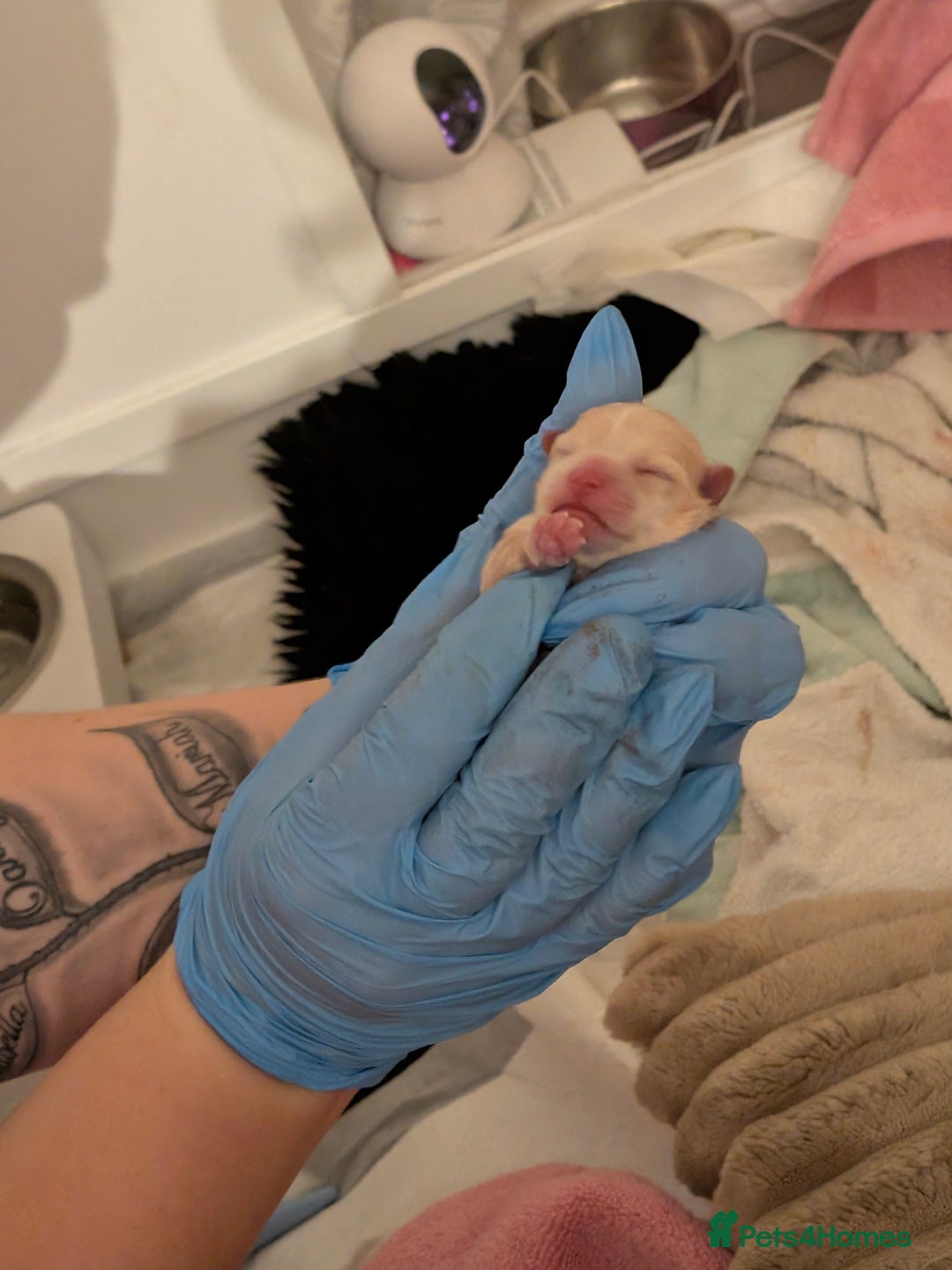 Pomeranian dogs for sale: Beautiful pure Pomeranians tiny babys - Advert 12