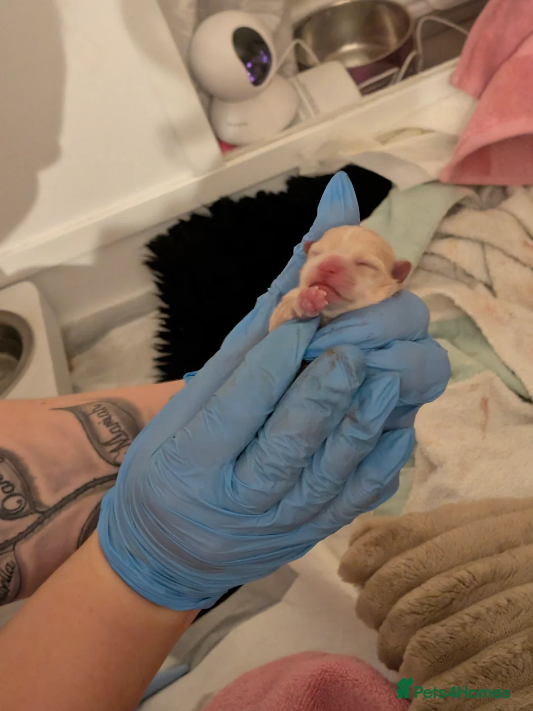 Pomeranian dogs for sale: Beautiful tiny Pomeranian girls  ONE LEFT  - Advert 26