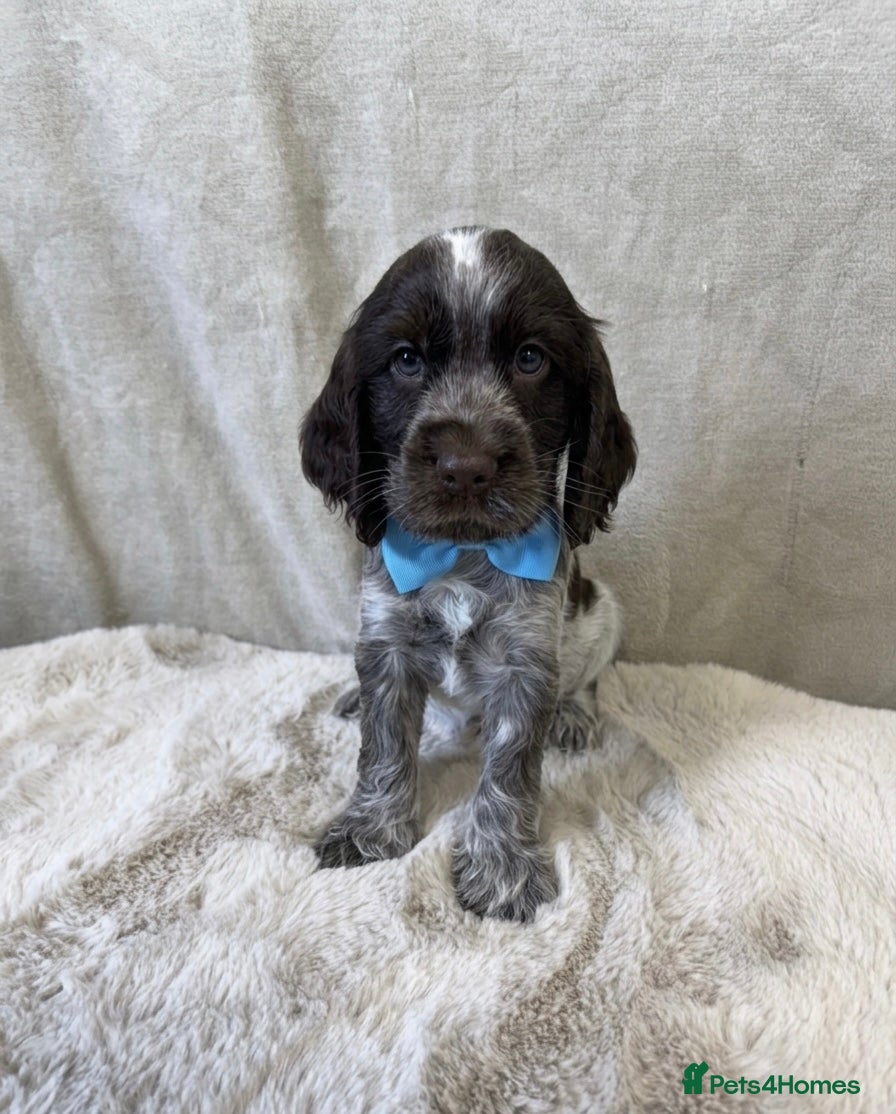 Cocker Spaniel dogs 💙KC,Health tested,English Show Cocker Spaniel 💕 - Advert 2