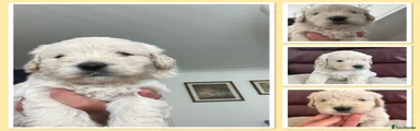 Mini Goldendoodle 1