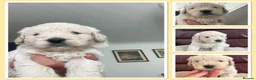 Mini Goldendoodle dogs for sale: MINI GOLDENDOODLE - Advert 8