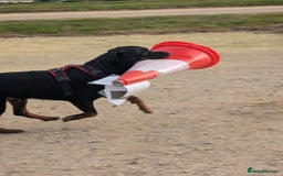 Rottweiler dogs for stud: Rotweiller For Stud - Image 10