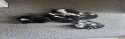 Mixed Breed cats for sale: Beautiful Kittens Looking for Loving Homes - Advert 31