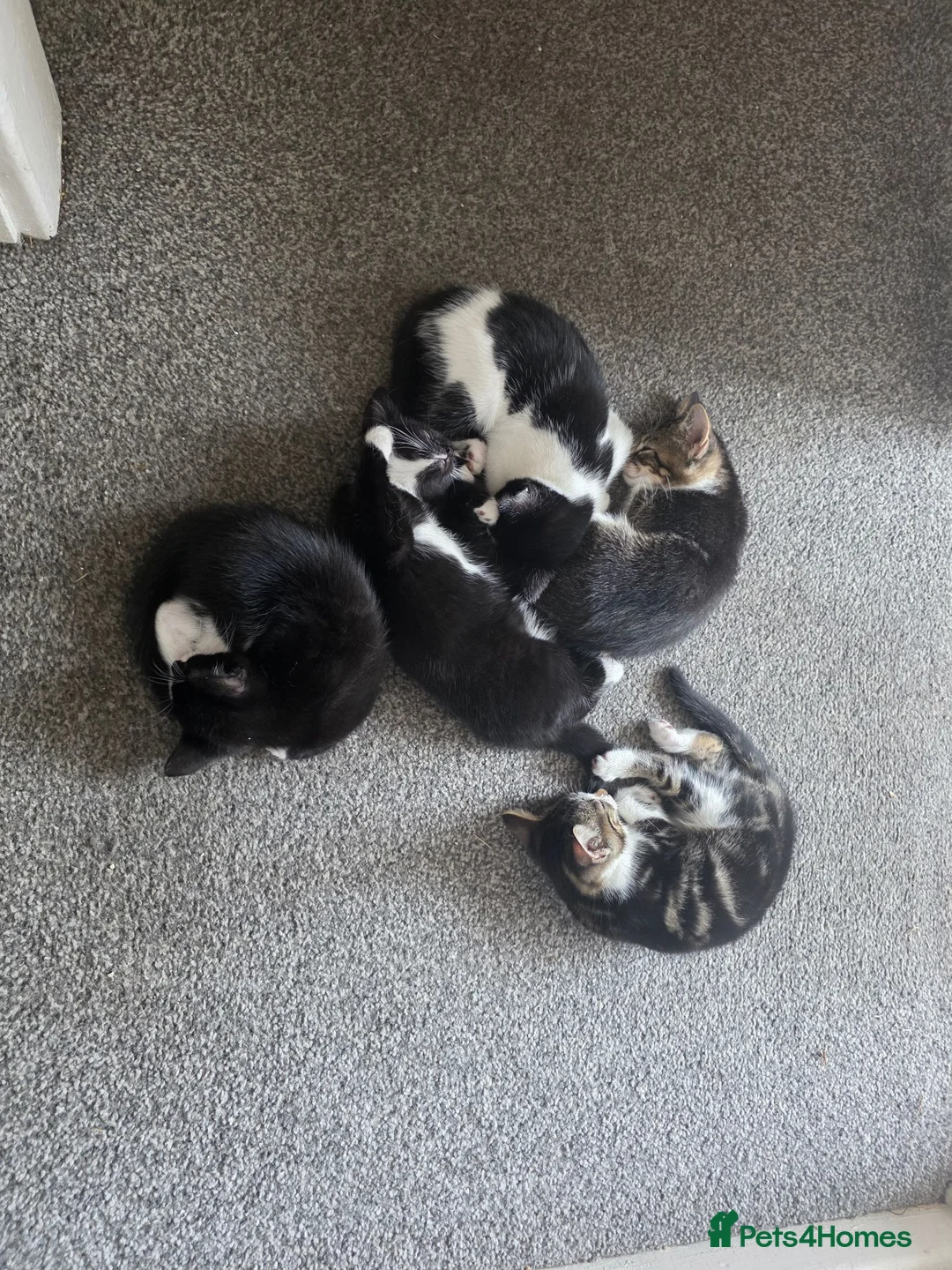 Mixed Breed cats for sale: Beautiful Kittens Looking for Loving Homes - Advert 31