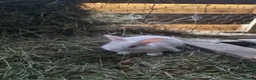 New Zealand rabbits for sale: Mixed New Zealand Bunnies in Trefriw - Advert 3