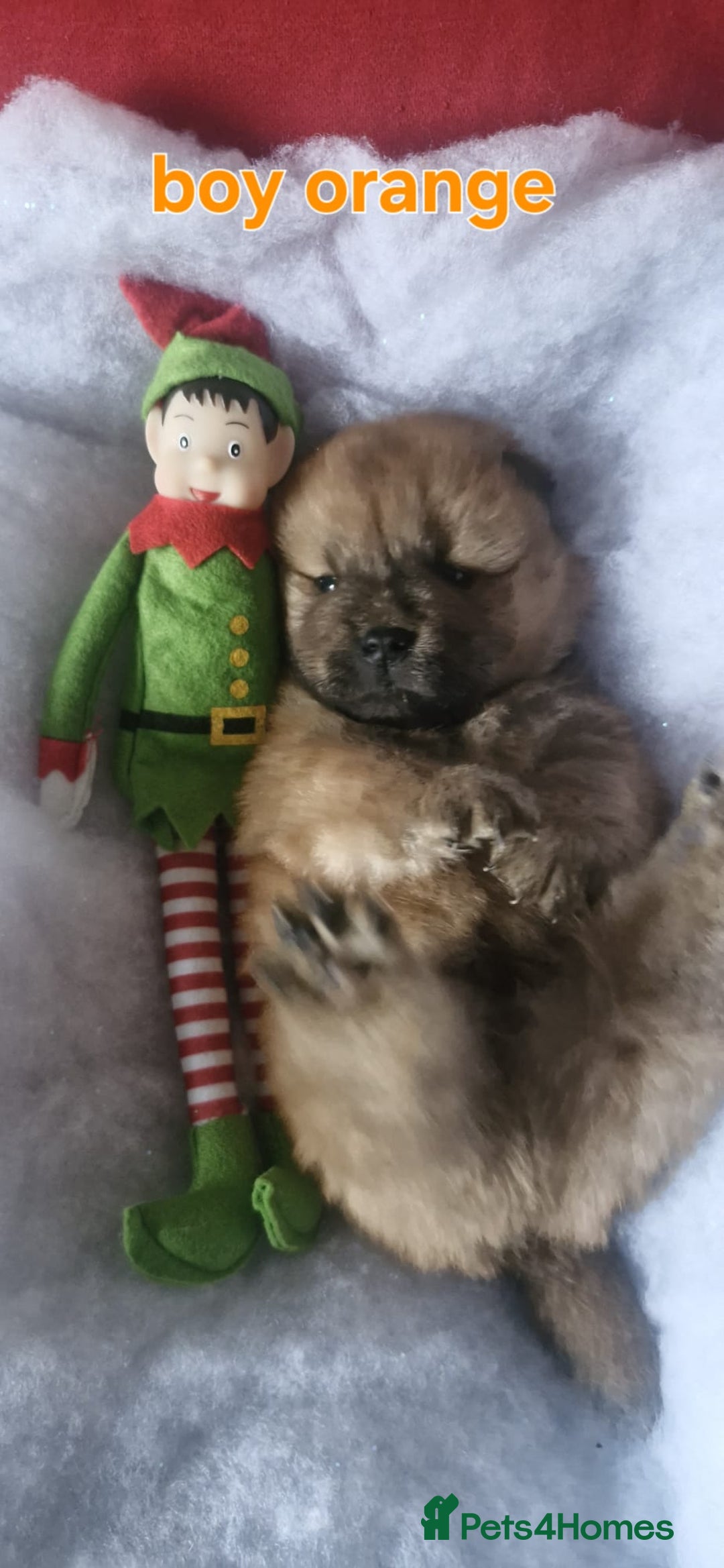 Chow Chow dogs for sale: KC REGISTERED QUALITY TEDDY BEAR CHOW CHOW 5 wk - Advert 12