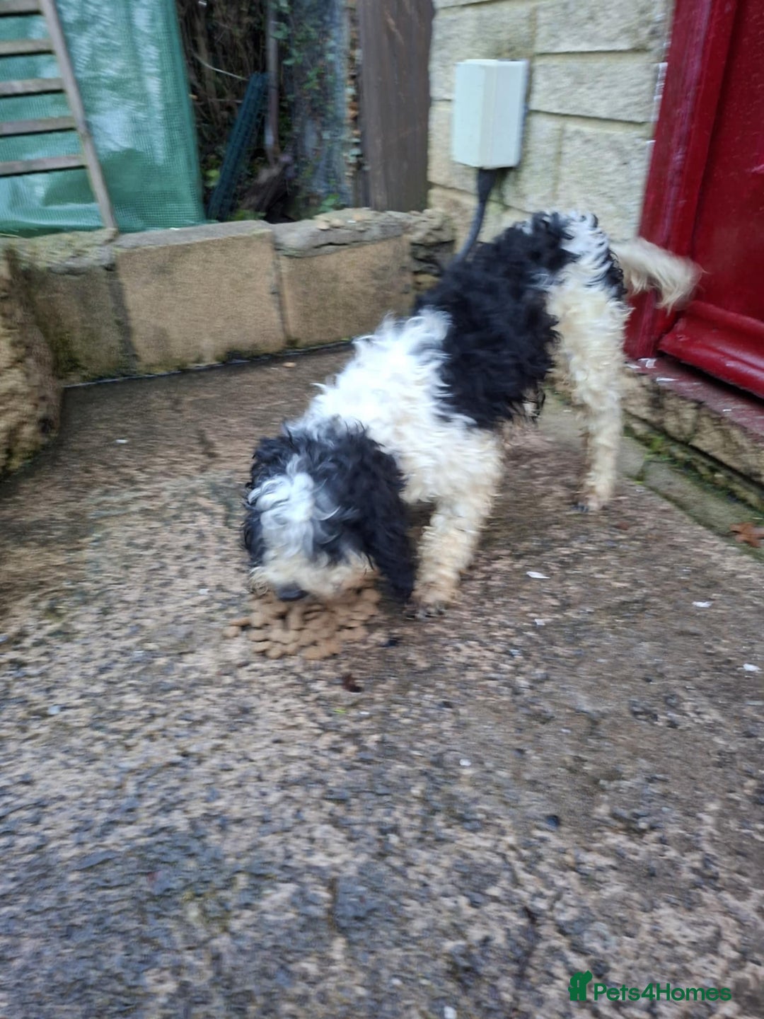 Mixed Breed dogs for sale: Jackapoos - Advert 2
