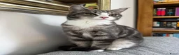 Mixed Breed cats for sale: Female kitten  - Advert 2