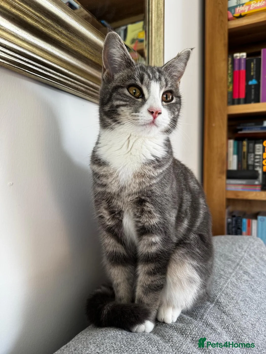 Mixed Breed cats for sale: Female kitten  - Advert 2