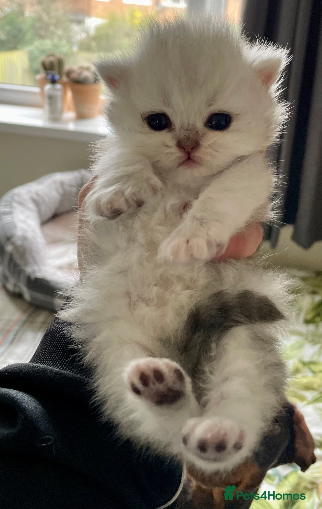 Persian cats for sale: Silver and golden chinchilla Persian kittens - Advert 6