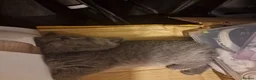 British Shorthair cats for sale: Pedigree british shorthair kitten - Advert 7