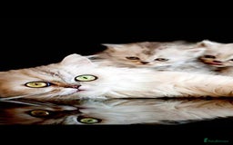 Persian cats for sale: 2 beautiful females  - Advert 3