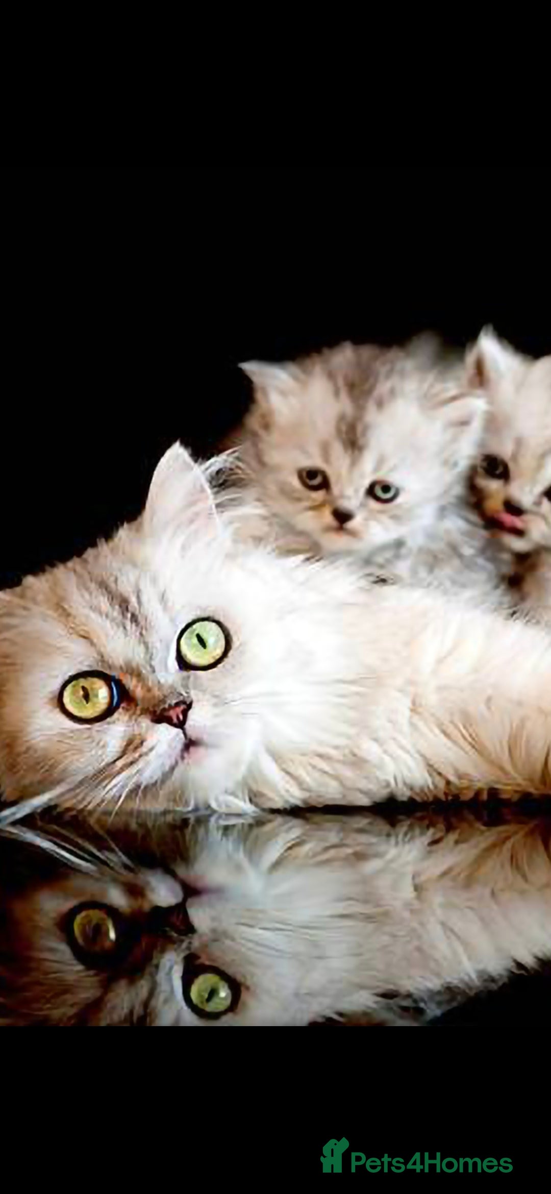Persian cats for sale: 2 beautiful females  - Advert 3