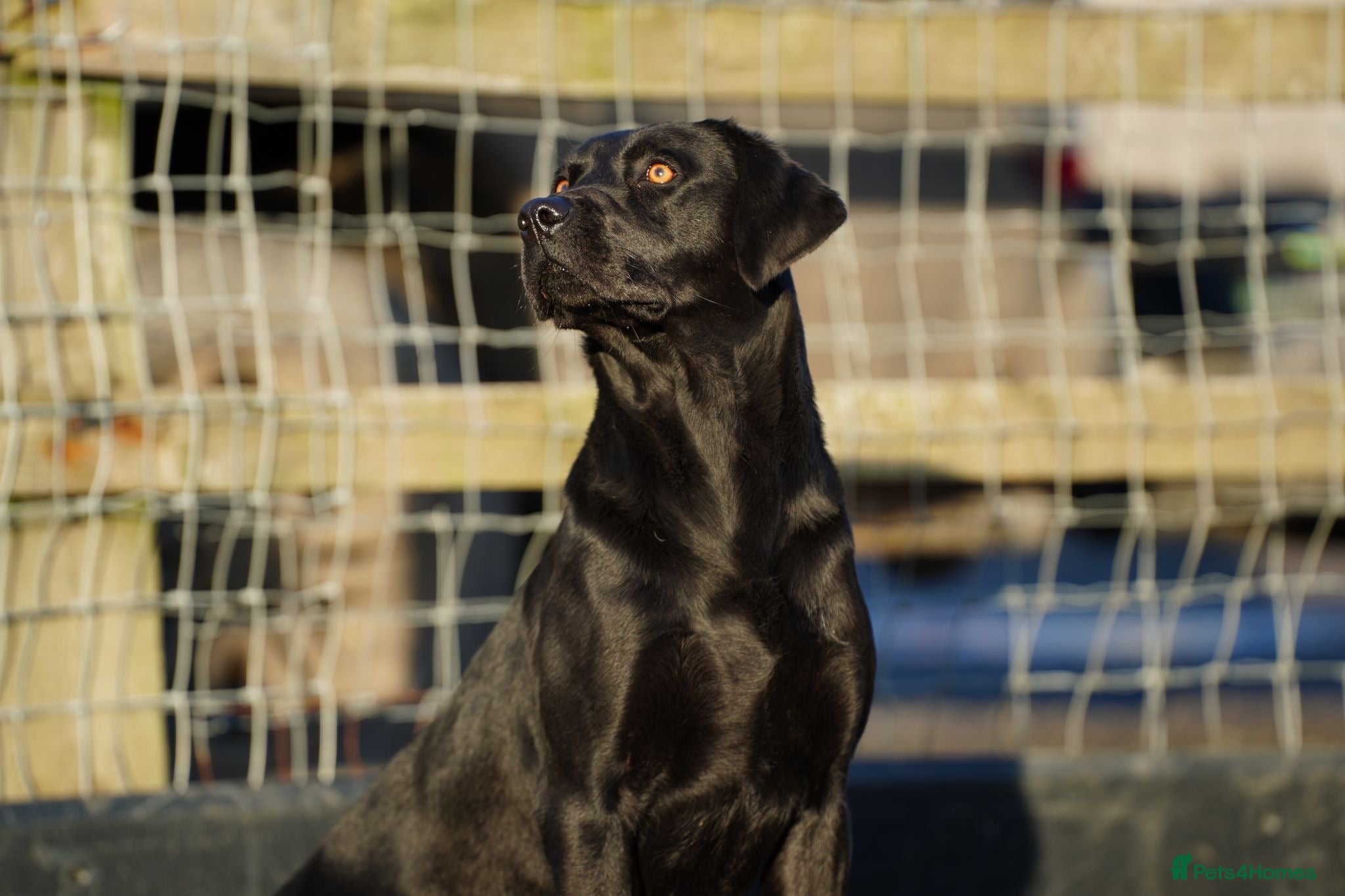 Labrador Retriever dogs Labrador retriever stud  - Advert 1