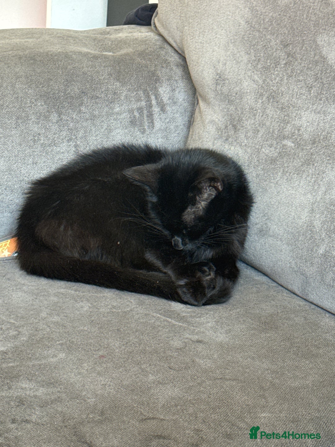Mixed Breed cats for sale: Beautiful ginger boys  - Image 3