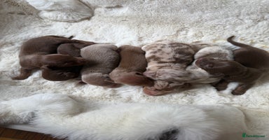 Miniature Dachshund dogs - Advert 11