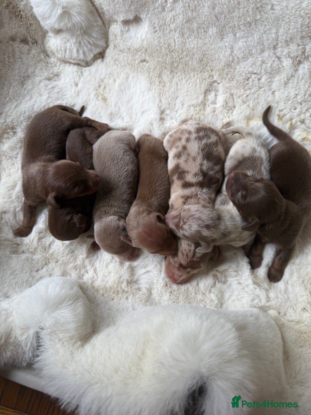 Miniature Dachshund dogs for sale: BEAUTIFUL MINIATURE DACHSHUND DAPPLE FEMALE K.C - Image 11