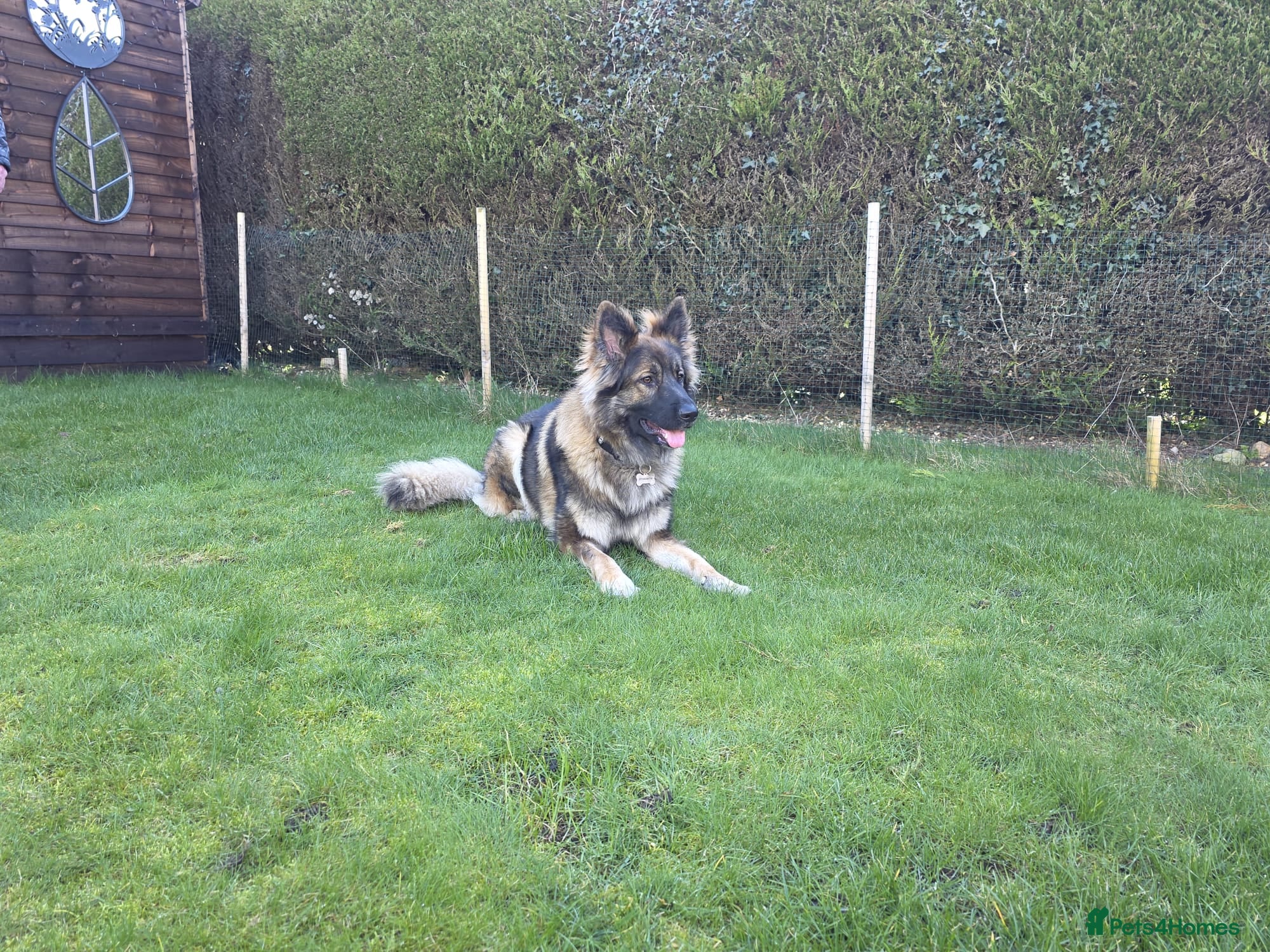 German Shepherd dogs For stud only  - Advert 1