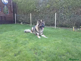German Shepherd dogs For stud only - Advert 1