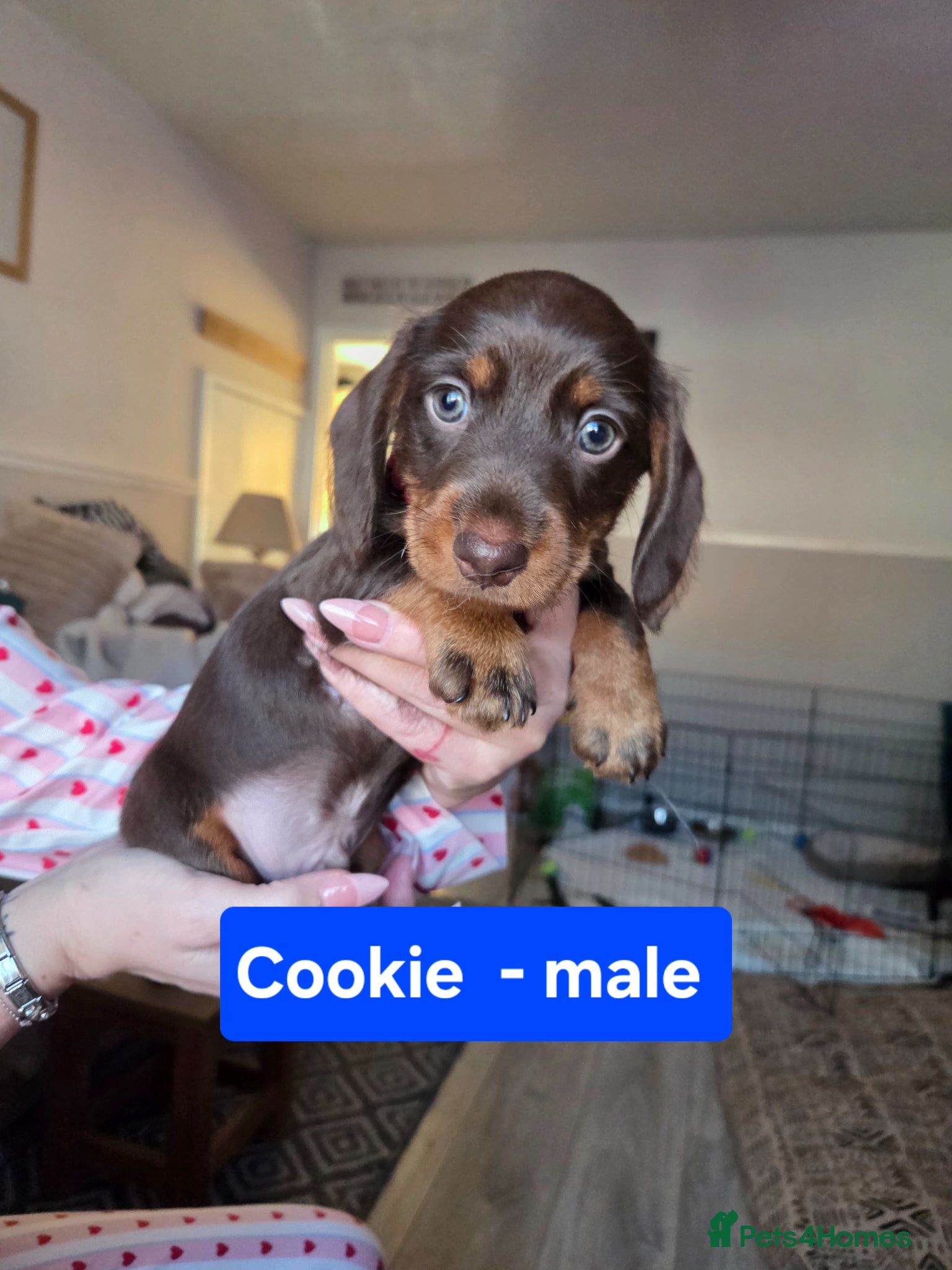Dachshund dogs Adorable Dachshunds Ready for Their Forever Homes - Advert 15