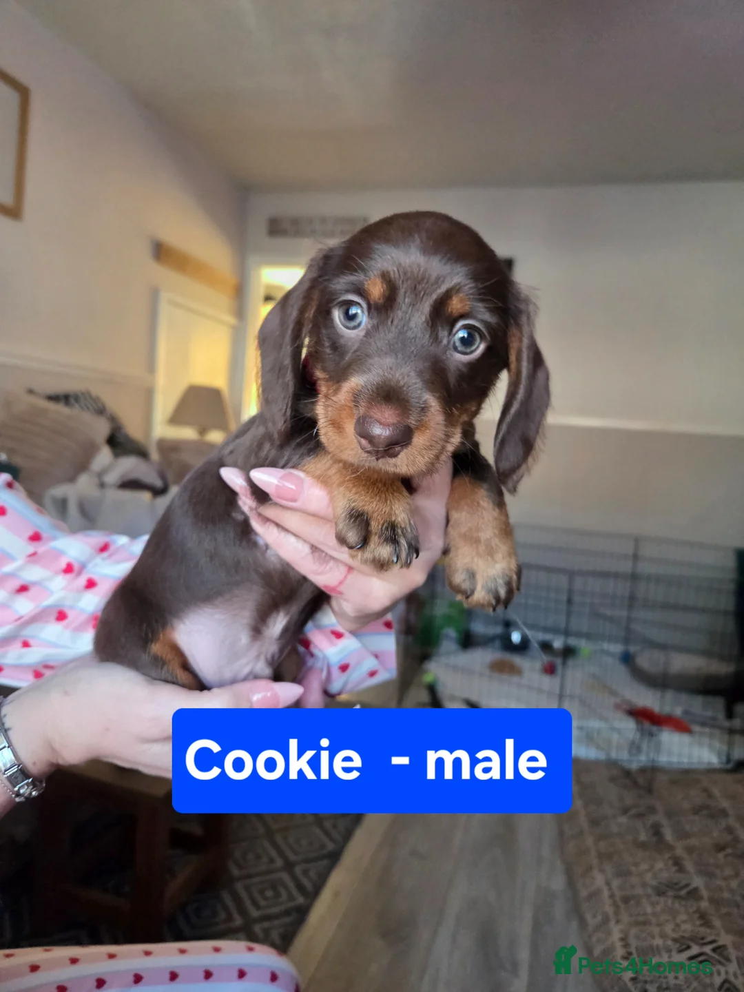 Dachshund dogs for sale: READY NOW Adorable Dachshund Puppies  - Advert 1