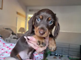 Dachshund dogs Adorable Dachshunds Ready for Their Forever Homes - Advert 15