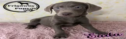 Labrador Retriever dogs for sale: 🩶 Stunning Silver Labrador Puppies 🩶 - Advert 10