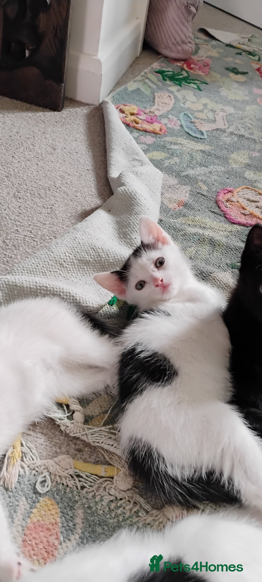 Mixed Breed cats for sale: 5 lovely kittens - Image 9
