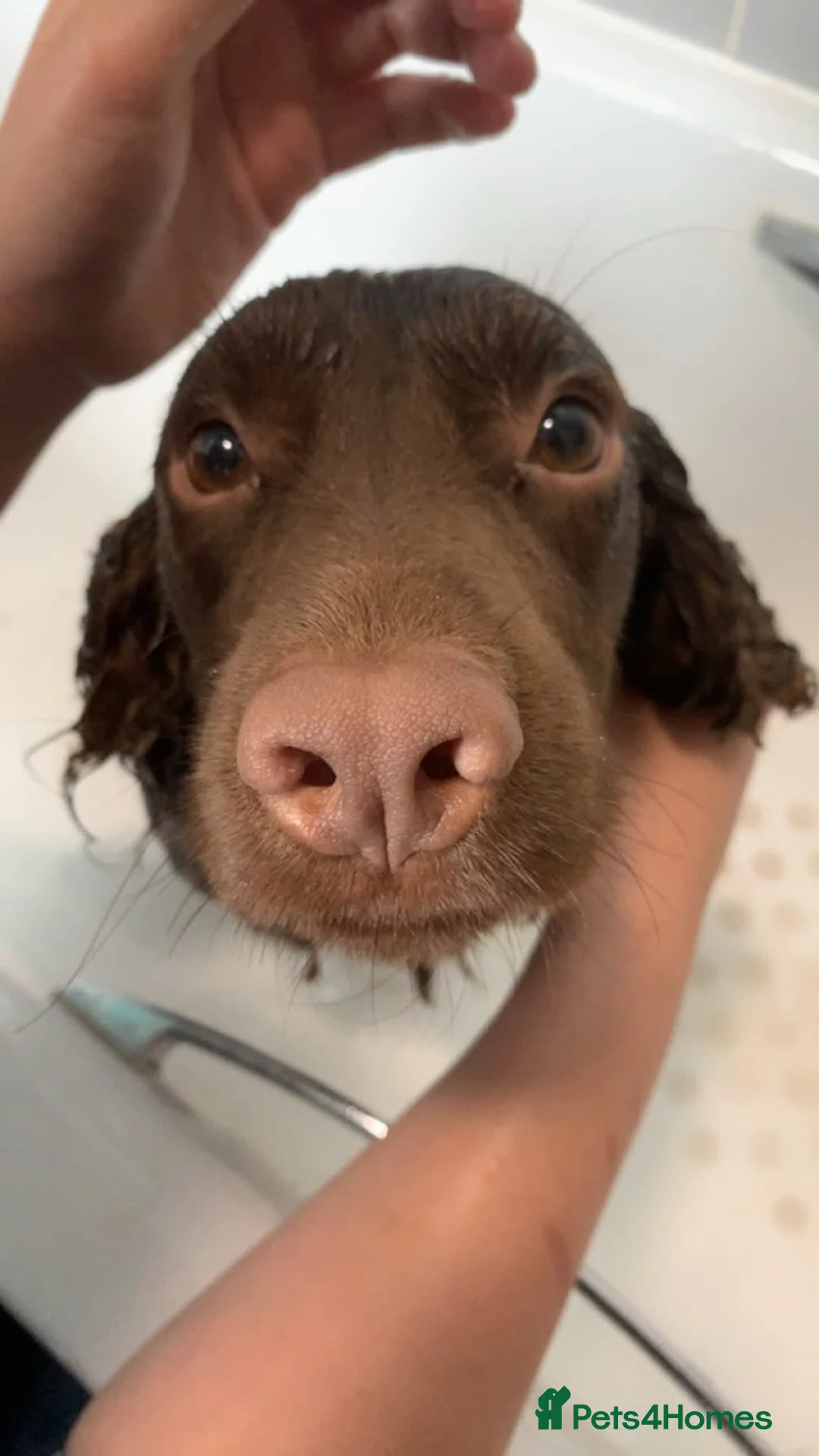 Cocker Spaniel dogs for sale: Quinn - Advert 1